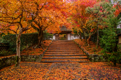 京都 安楽寺の散紅葉