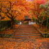 京都 安楽寺の散紅葉