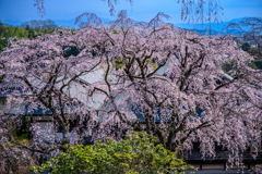 天龍寺のしだれ桜