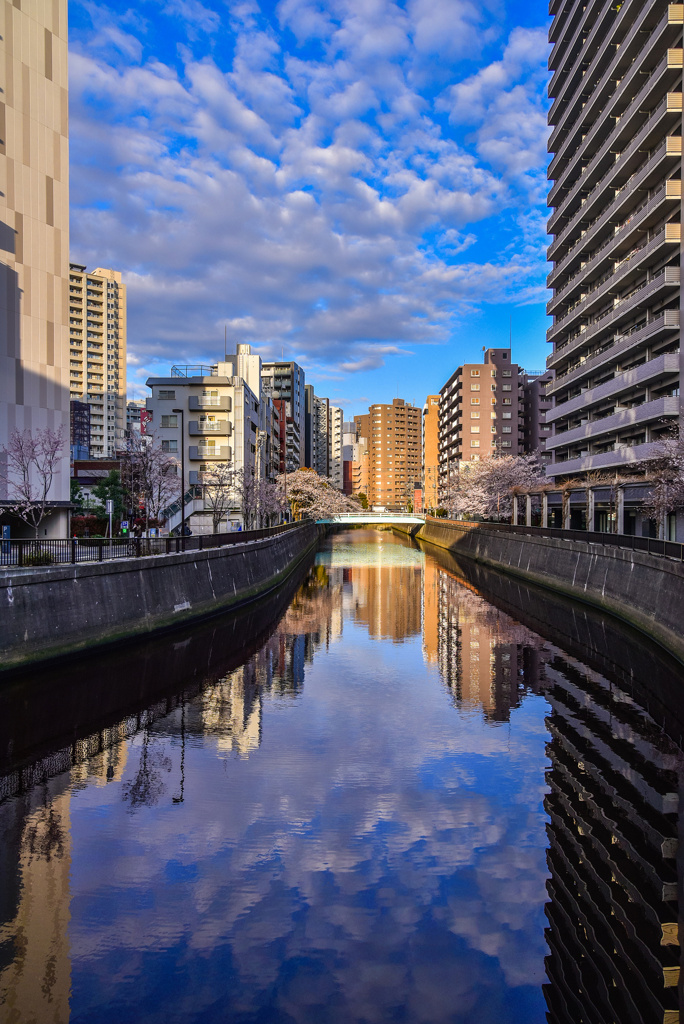 ビルの狭間の春景色