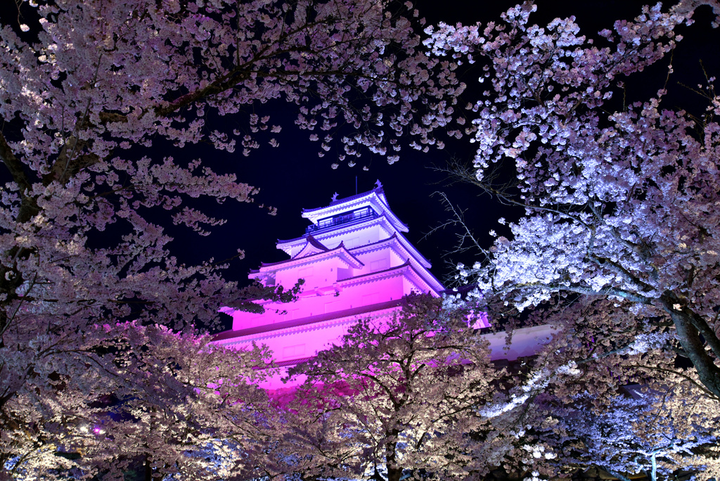 会津夜桜2