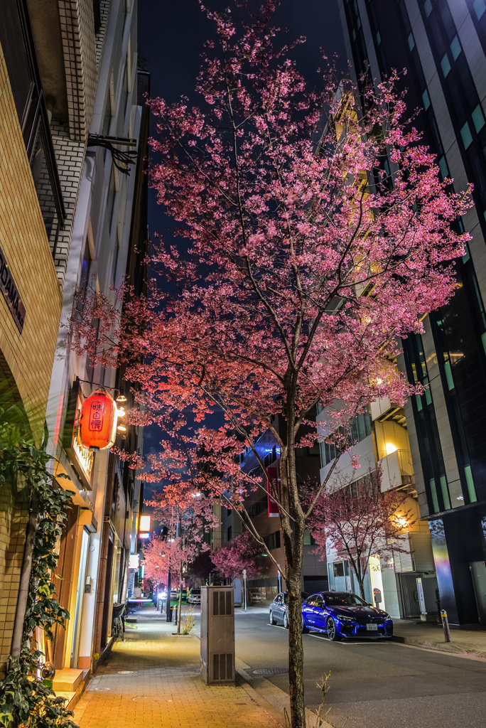 ビルの谷間の赤い桜