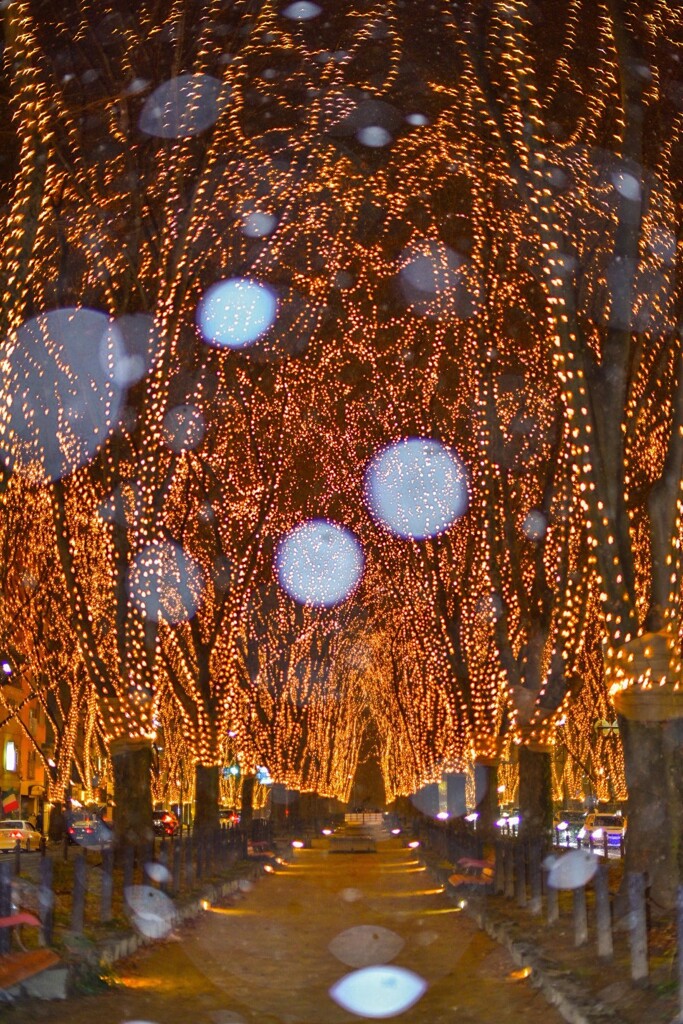 光のページェント雪景色(現地投稿版)