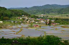 椚平の棚田