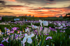 小岩菖蒲園の夕焼け