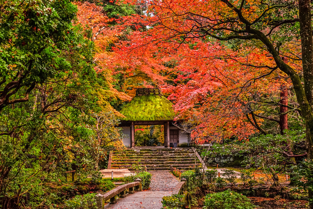 晩秋の法然院