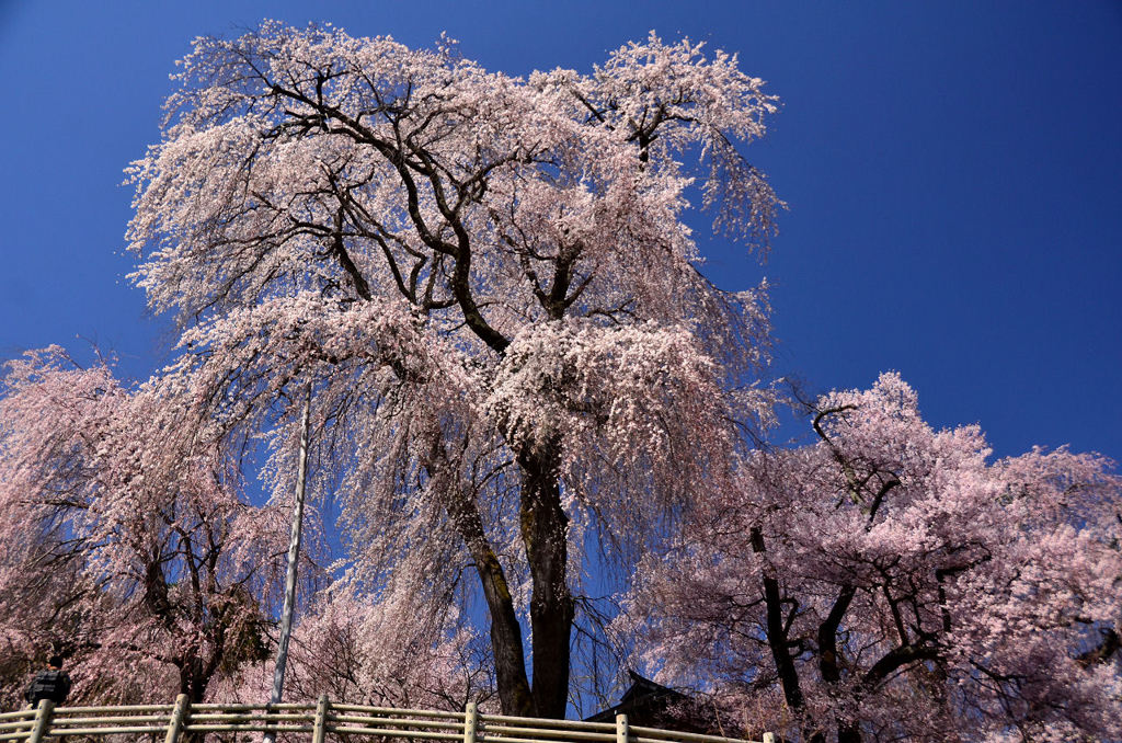 3Dしだれ桜