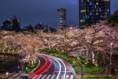 東京ミッドタウンの夜桜と光跡