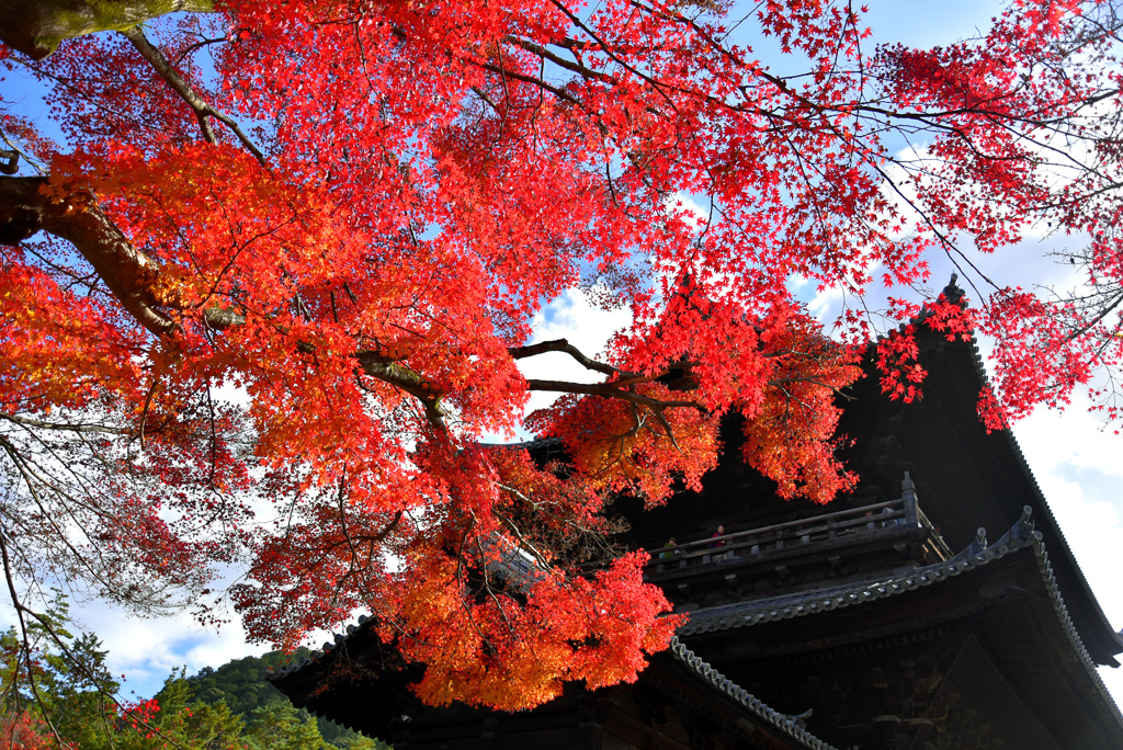 南禅寺の紅葉