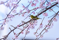 しだれ桜のサクジロー2