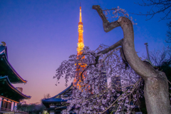 増上寺のしだれ桜
