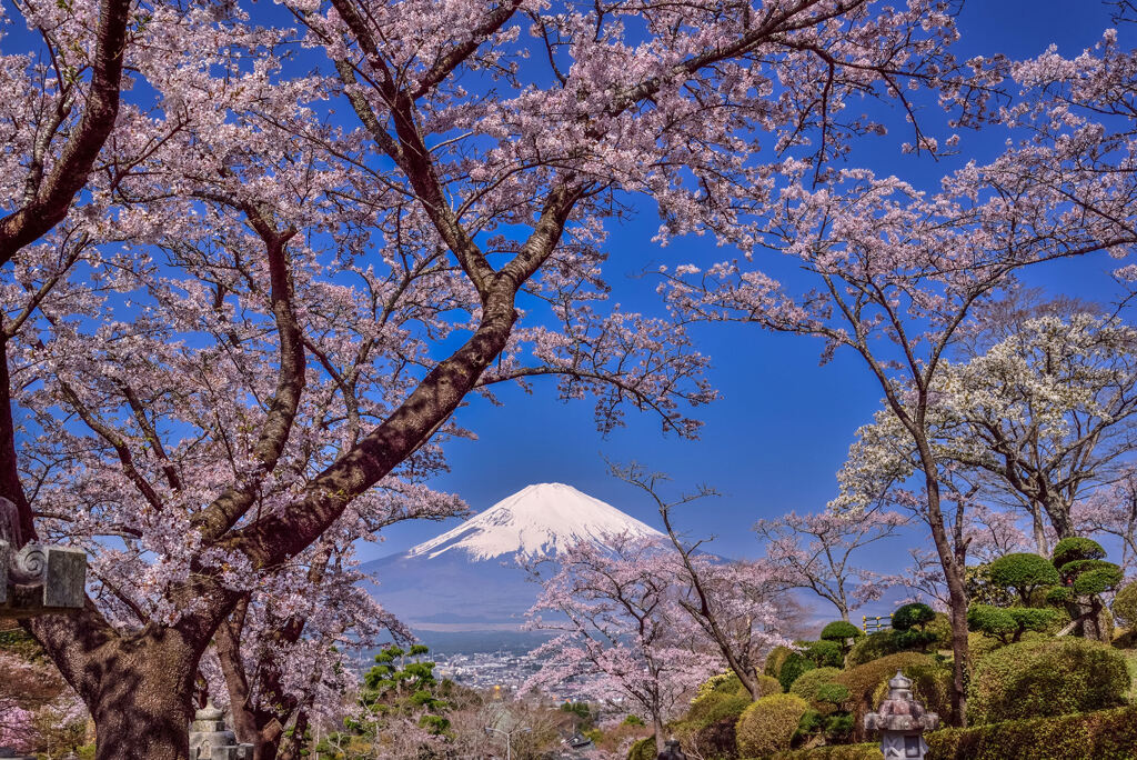 富士平和公園の桜2