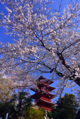 春の池上本門寺