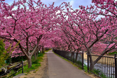 早朝の桜トンネル