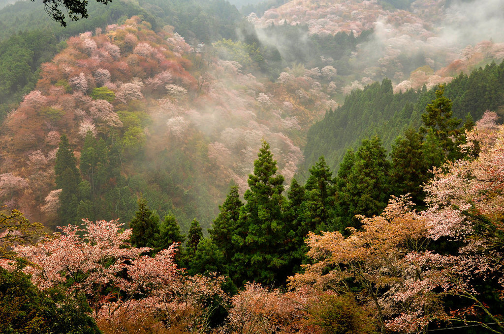 吉野山一目千本