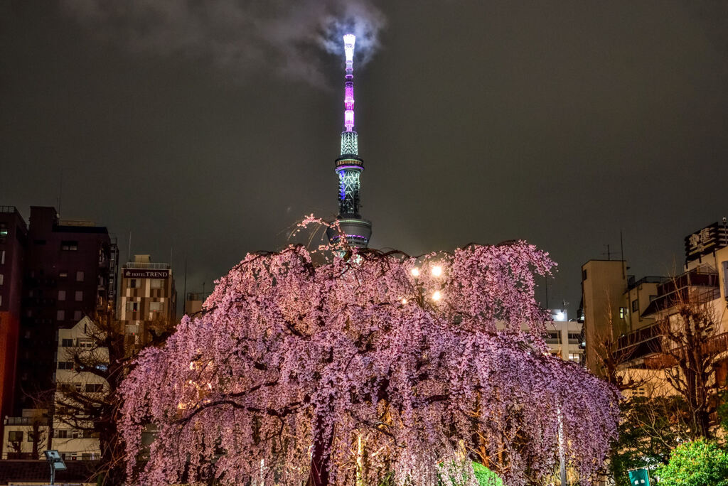 浅草寺のしだれ桜