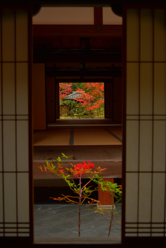 額縁紅葉