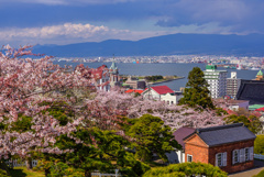 元町配水場の桜