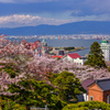 元町配水場の桜