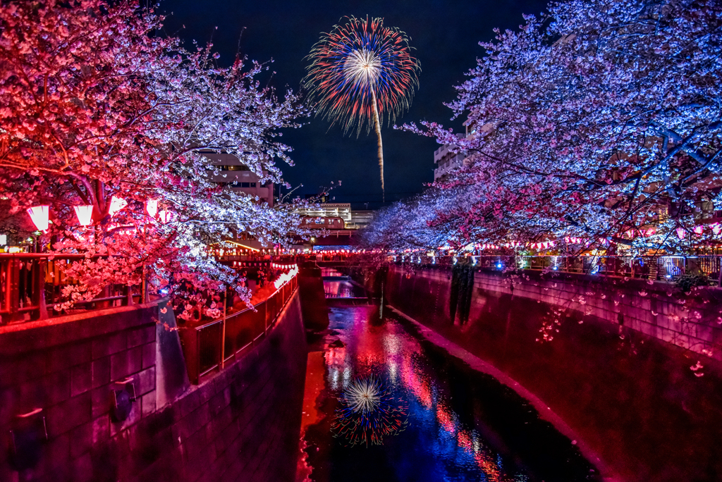 去年の目黒川夜桜花火(嘘)