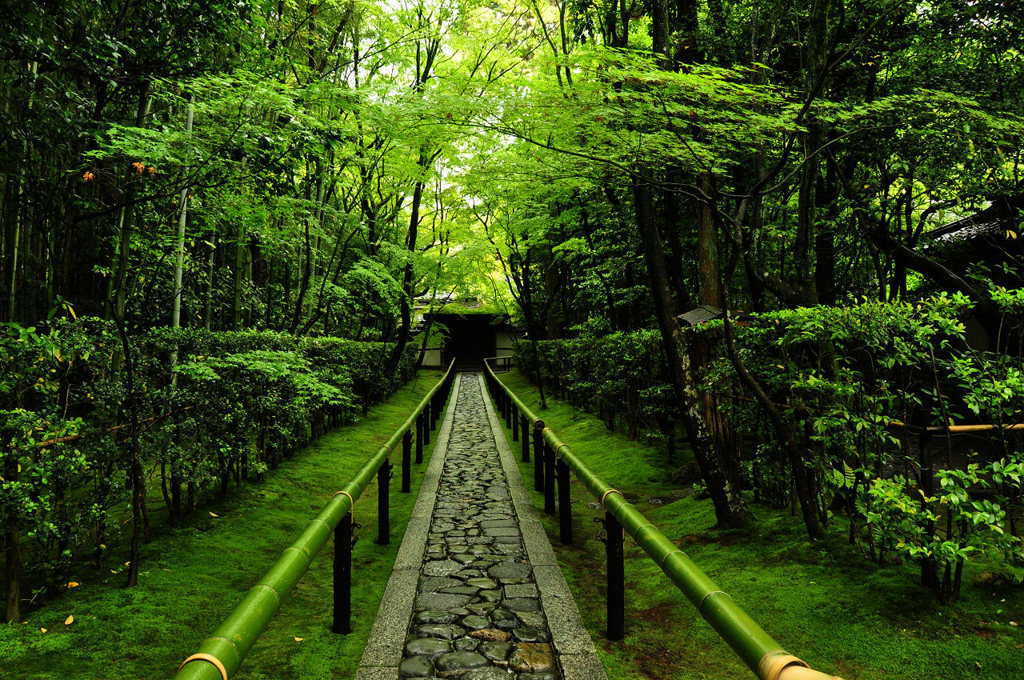 緑の高桐院