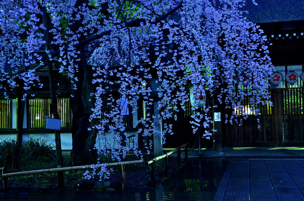 雨の日、夜明け、平野神社