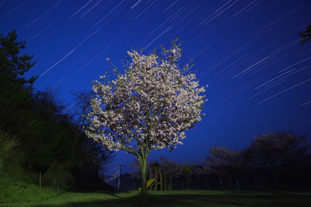 夜桜