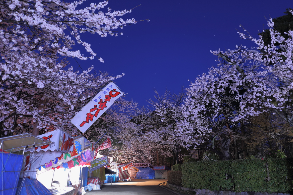 一人っきりの観桜会3