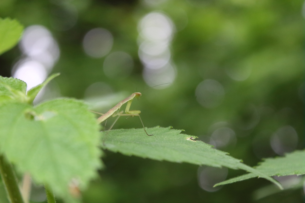 カマキリ0002