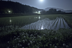 月夜の水田