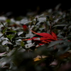 紅