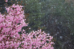 八重と雪２