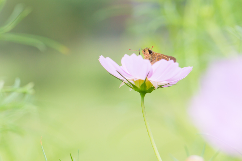 うさぎみたいな顔