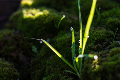 雑草