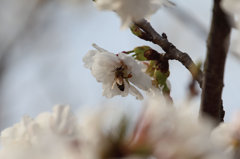桜とミツバチ２