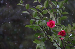 雪中花