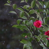 雪中花