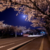 桜と月