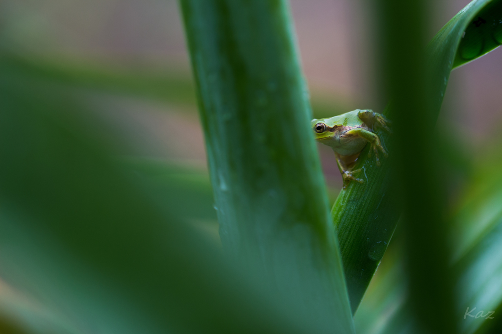 アマガエル