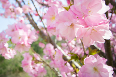 桜
