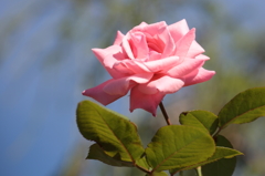 ピンクの薔薇