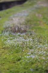 2013_04_01花道