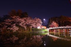 高田公園の桜