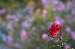 コスモスバックの薔薇