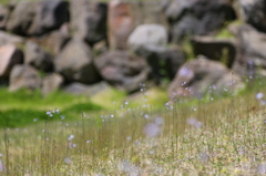 紫の花