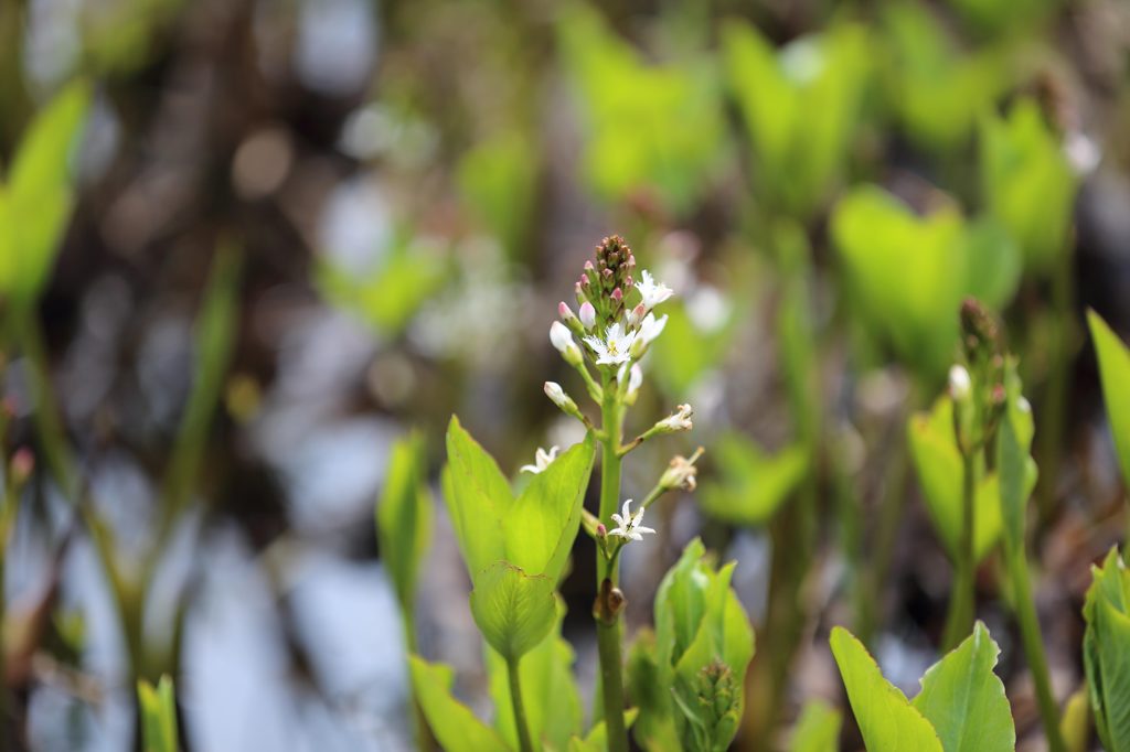 水と森公園_白い花