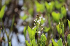 水と森公園_白い花