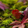 落ち葉と新芽
