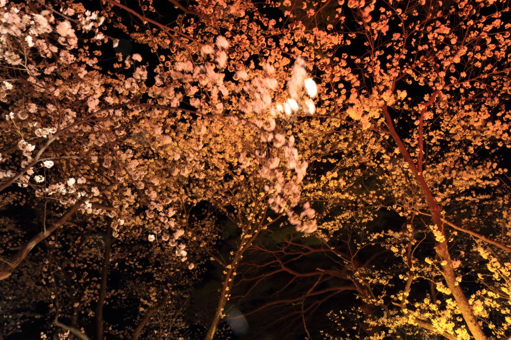 2013_04_14高田公園2