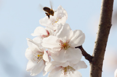 桜とミツバチ4